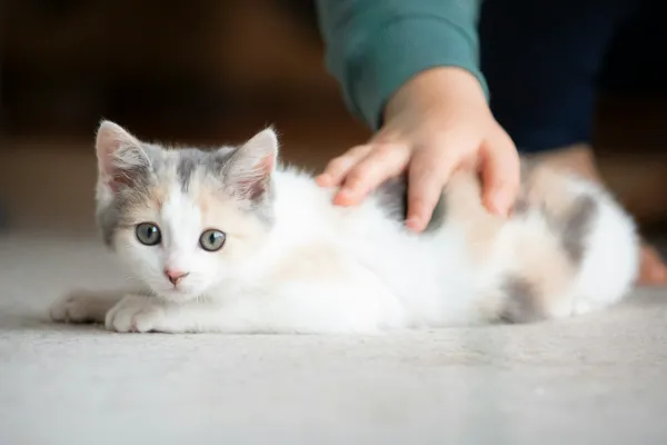 График прививок котенку