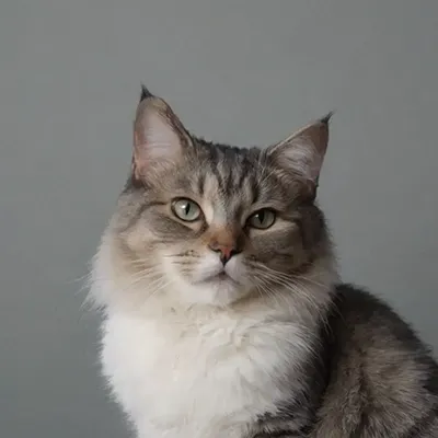 Вакцинация кошек