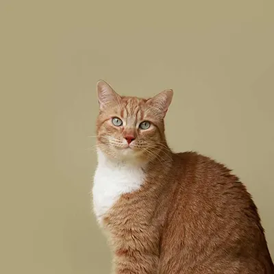 Кастрация котов